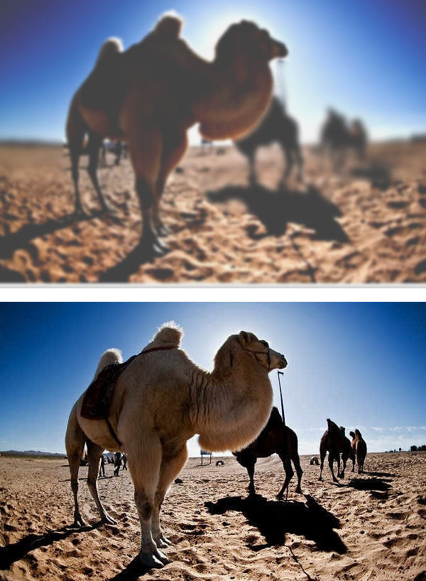 Two photos of camels against a bright sky. The first is blurry and low contrast, the second is sharp and high contrast.